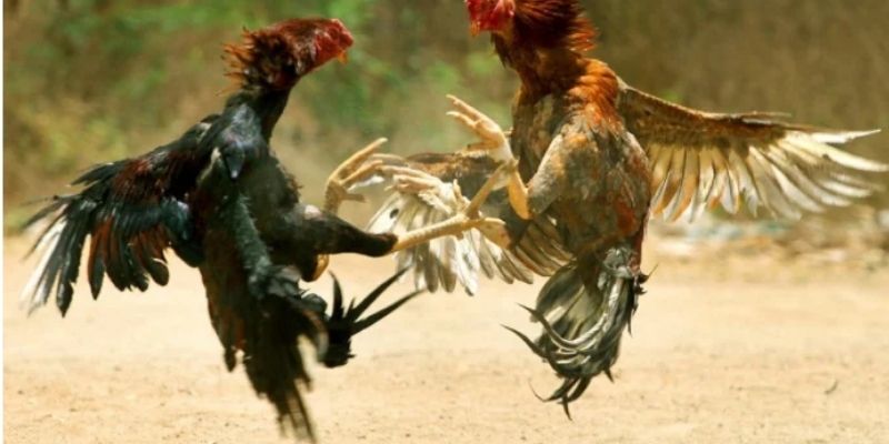 Đá Gà Hôm Nay Trực Tiếp