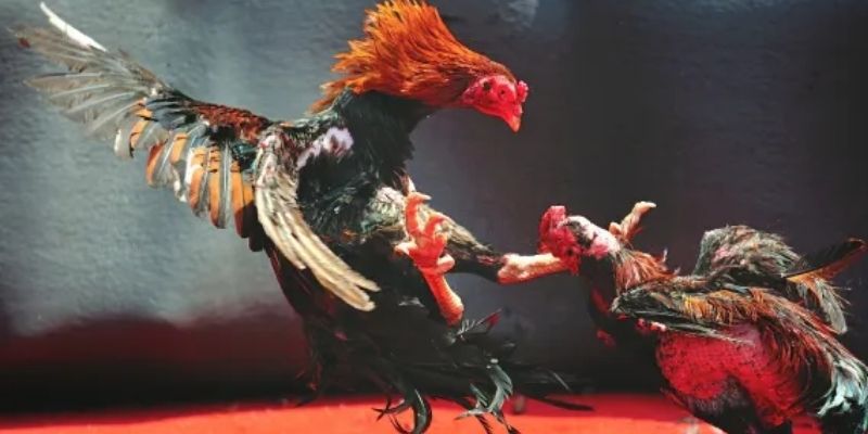 Người chơi cần tìm hiểu kỹ các thông tin về trận đấu